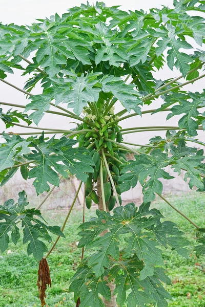 Papaya på trädet — Stockfoto
