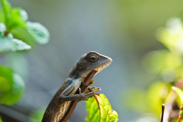 Lizard ,thailand — Stock Photo, Image