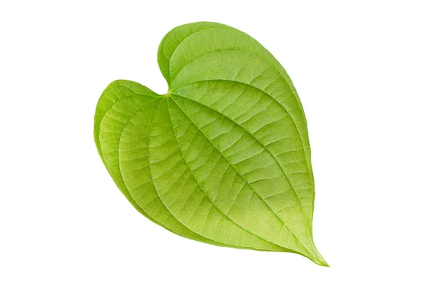 Liść zielony, w kształcie serca. — Zdjęcie stockowe