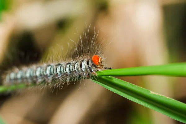 草地上的头发蠕虫 — 图库照片