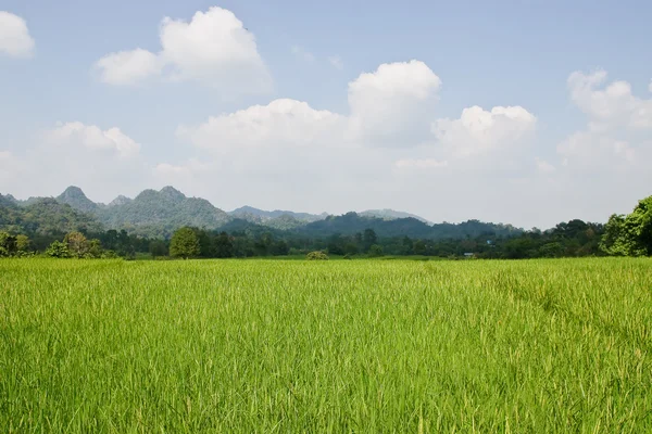 Terrasvormige rijstvelden in Noord-thailand — Stockfoto