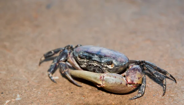 Thai crab. — Stock Photo, Image