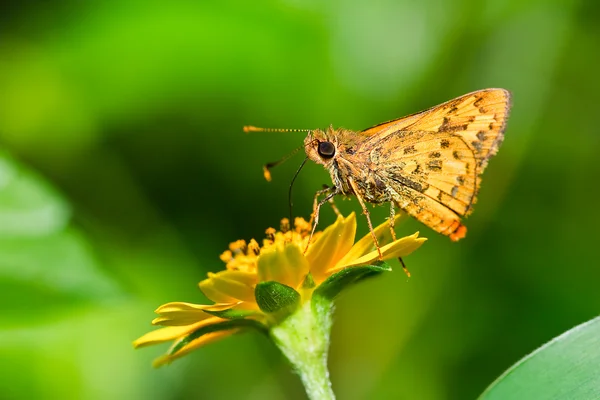 Motýl v Thajsku — Stock fotografie