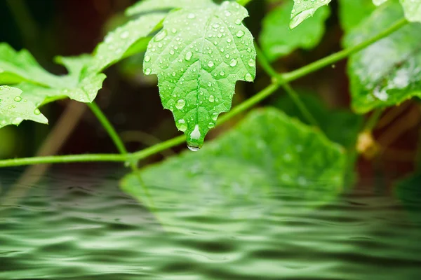 Goccioline d'acqua dolce sulla foglia da vicino come dopo la pioggia — Foto Stock