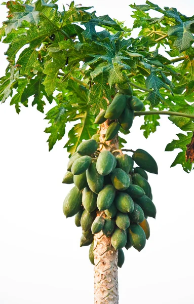 Bunch of papayas hanging from the tree — Stock Photo, Image