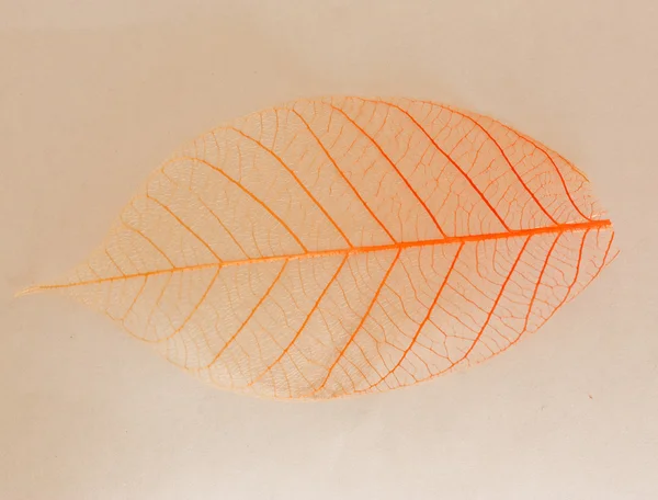 투명 한 잎. — 스톡 사진