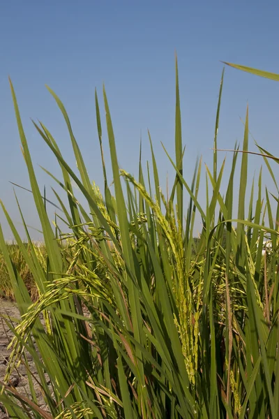 Στάχυ ρυζιού — Φωτογραφία Αρχείου