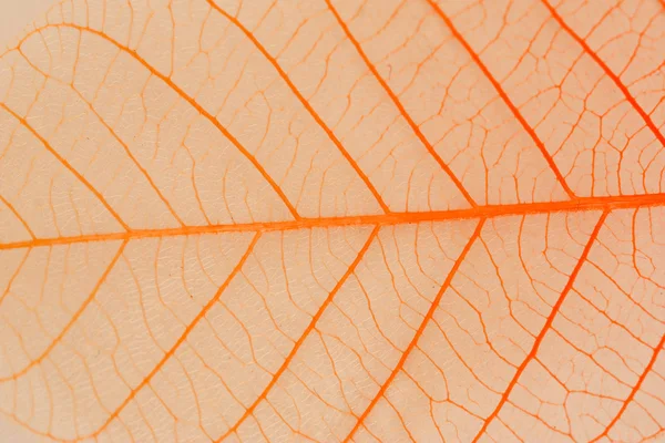 A transparent leaf. — Stock Photo, Image