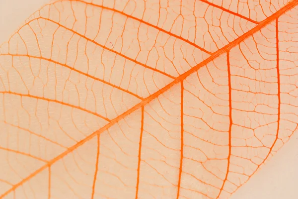 투명 한 잎. — 스톡 사진