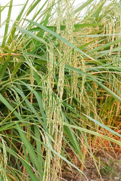 Тераси рисових полів на півночі Таїланду — стокове фото