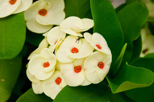 POI sian fehér virágok. — Stock Fotó