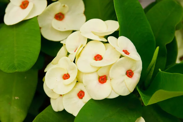 Poi Sian flores blancas . —  Fotos de Stock
