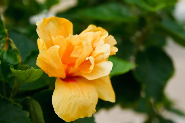 Gelbe Hibiskusblüte — Stockfoto