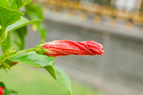 Flores de hibisco . — Fotografia de Stock