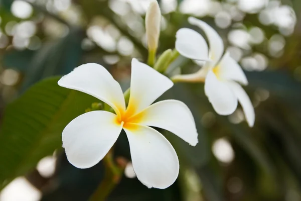 Fehér és sárga frangipáni virágok — Stock Fotó