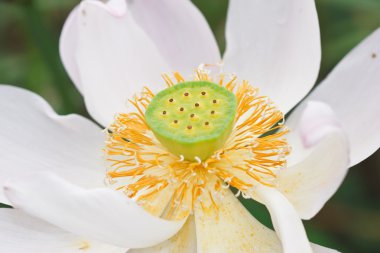 White lotus clipart