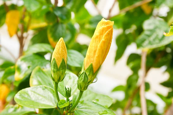 Flor de hibisco amarillo — Foto de Stock