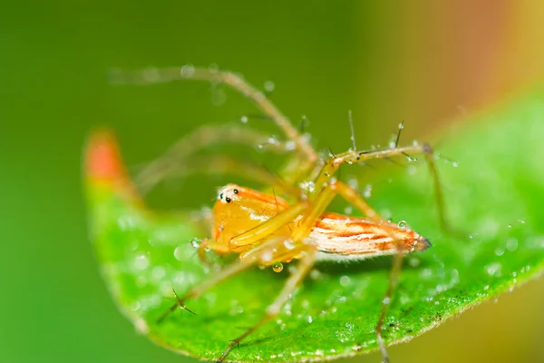 Spindel på ett grässtrå. — Stockfoto
