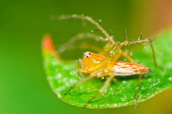 Pavouk na stéblo trávy. — Stock fotografie