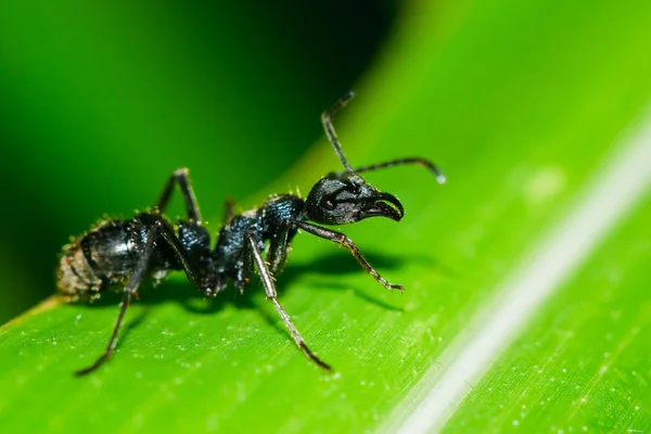 Czarna mrówka na liściu — Zdjęcie stockowe