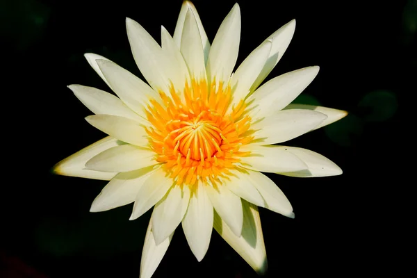Stock Photo: White lotus on a black background. — Stock Photo, Image