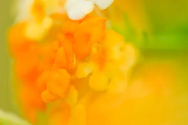 Žlutý květ rozmazání textury — Stock fotografie