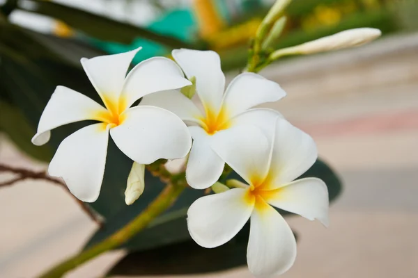 Witte en gele frangipani bloemen — Stockfoto