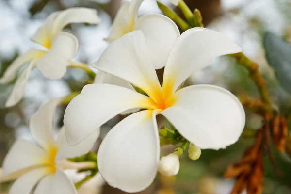 Flores brancas e amarelas de frangipani — Fotografia de Stock
