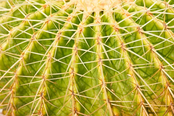 Close-up van een stekelig cactus — Stockfoto
