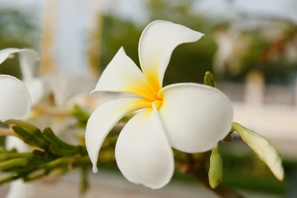 Beyaz ve sarı frangipani çiçekler — Stok fotoğraf