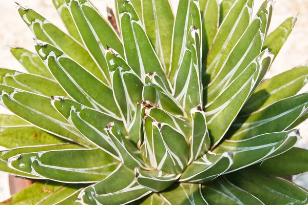 Primer plano de un cactus espinoso —  Fotos de Stock