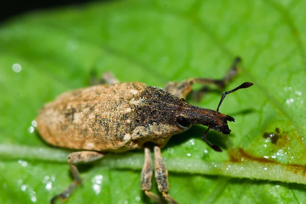 stock image Insects on the grass.