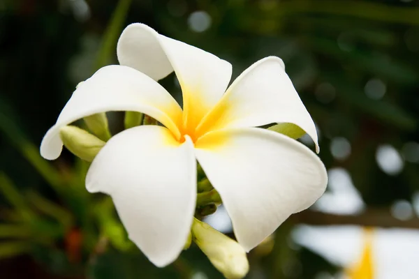 Flores brancas e amarelas de frangipani — Fotografia de Stock