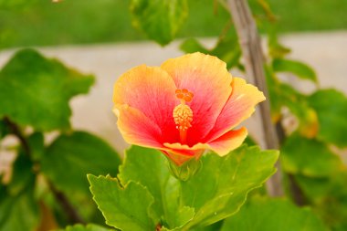 Hibiscus çiçek.