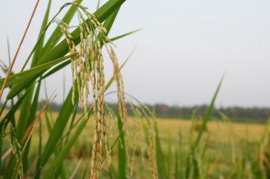 Teraslı pirinç tarlaları Kuzey Tayland