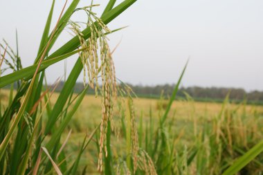 Teraslı pirinç tarlaları Kuzey Tayland