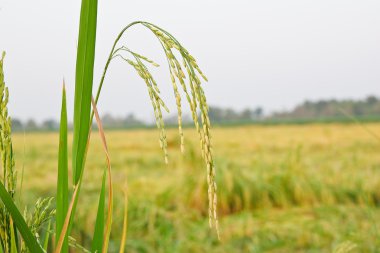 Teraslı pirinç tarlaları Kuzey Tayland