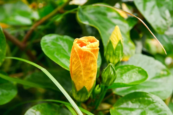 Flor amarela de hibisco — Fotografia de Stock