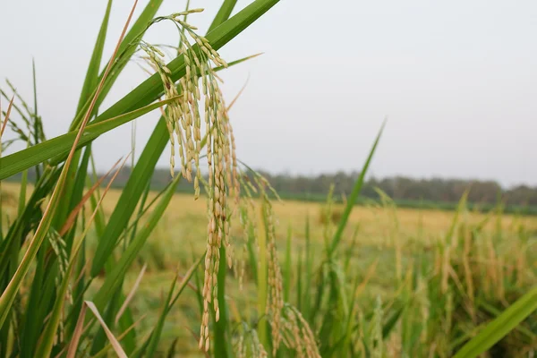 Campos de arroz com terraço no norte da Tailândia — Fotografia de Stock