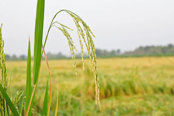 Террасовые рисовые поля на севере Таиланда — стоковое фото