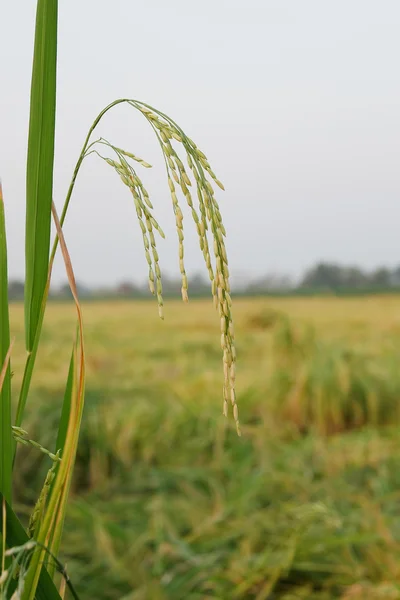 Terasových rýžových polí v severním Thajsku — Stock fotografie