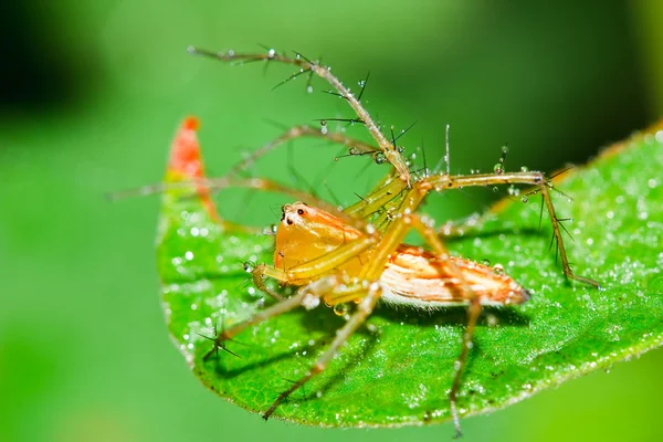 Hoppande spindel på ett grässtrå. — Stockfoto