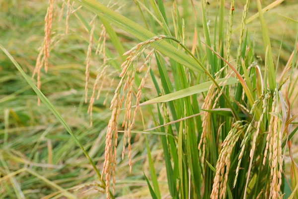 Teraszos rizs mezők Észak-Thaiföldön — Stock Fotó