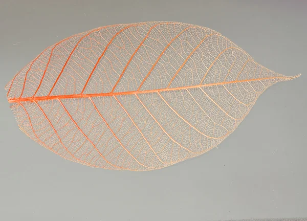 A transparent leaf. — Stock Photo, Image