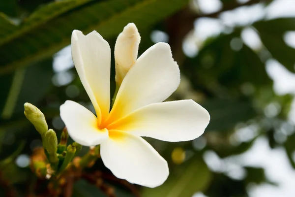 Beyaz ve sarı frangipani çiçekler — Stok fotoğraf