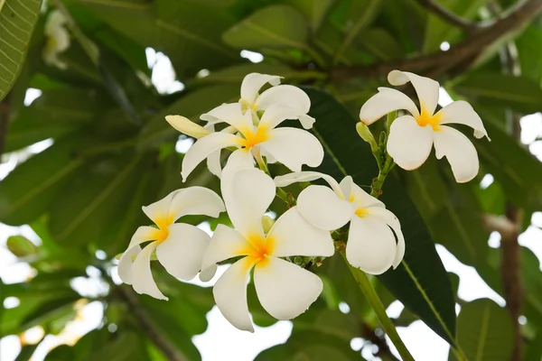 Vita och gula frangipani blommor — Stockfoto