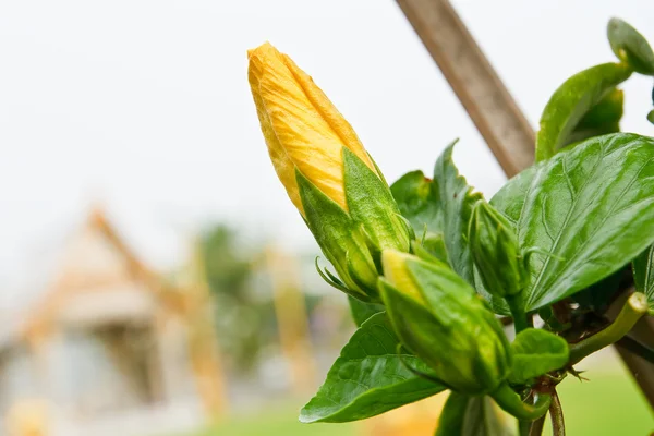黄色のハイビスカスの花 — ストック写真