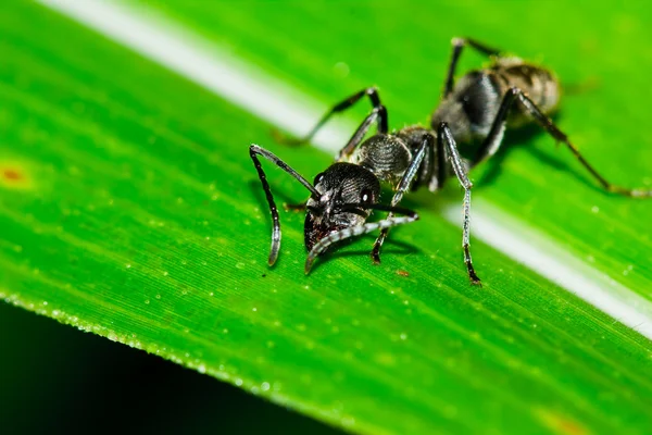 Hormiga negra en hoja —  Fotos de Stock