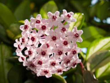 Hoya carnosa cv. Variegata clipart