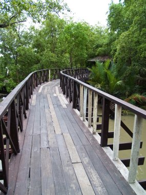 Wood bridge in mangrove forest clipart